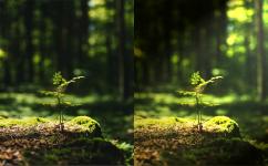 如何在PHOTOSHOP中使用光照效果照亮风景照片，在森林中创建光束缩略图