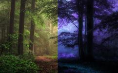 用Photoshop的反相图像制作迷雾森林效果缩略图